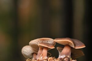 mushrooms